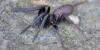 Segestria florentina